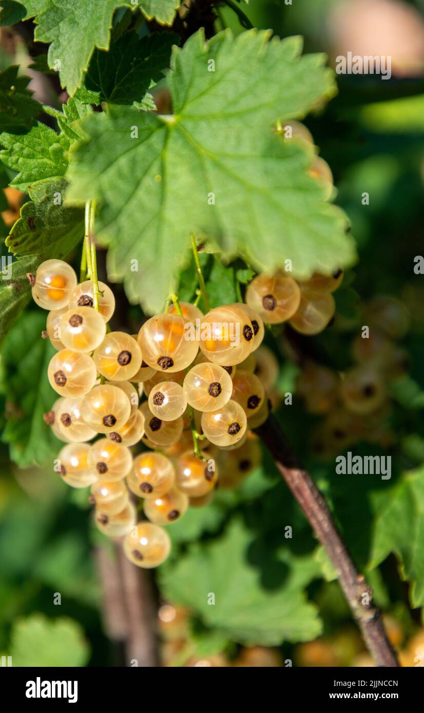 Branch of white currant with ripe sweet berries Stock Photo