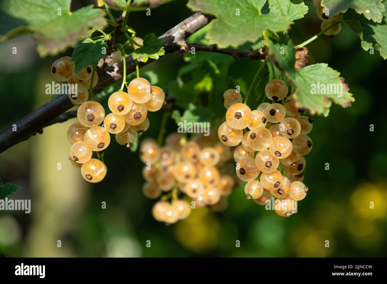 Branch of white currant with ripe sweet berries Stock Photo
