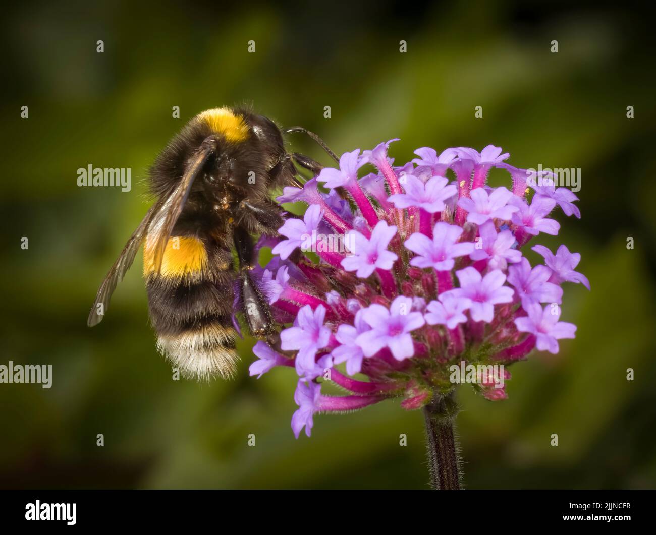 A White Tailed Bumble Bee pollenating a purple Verbena flower Stock Photo