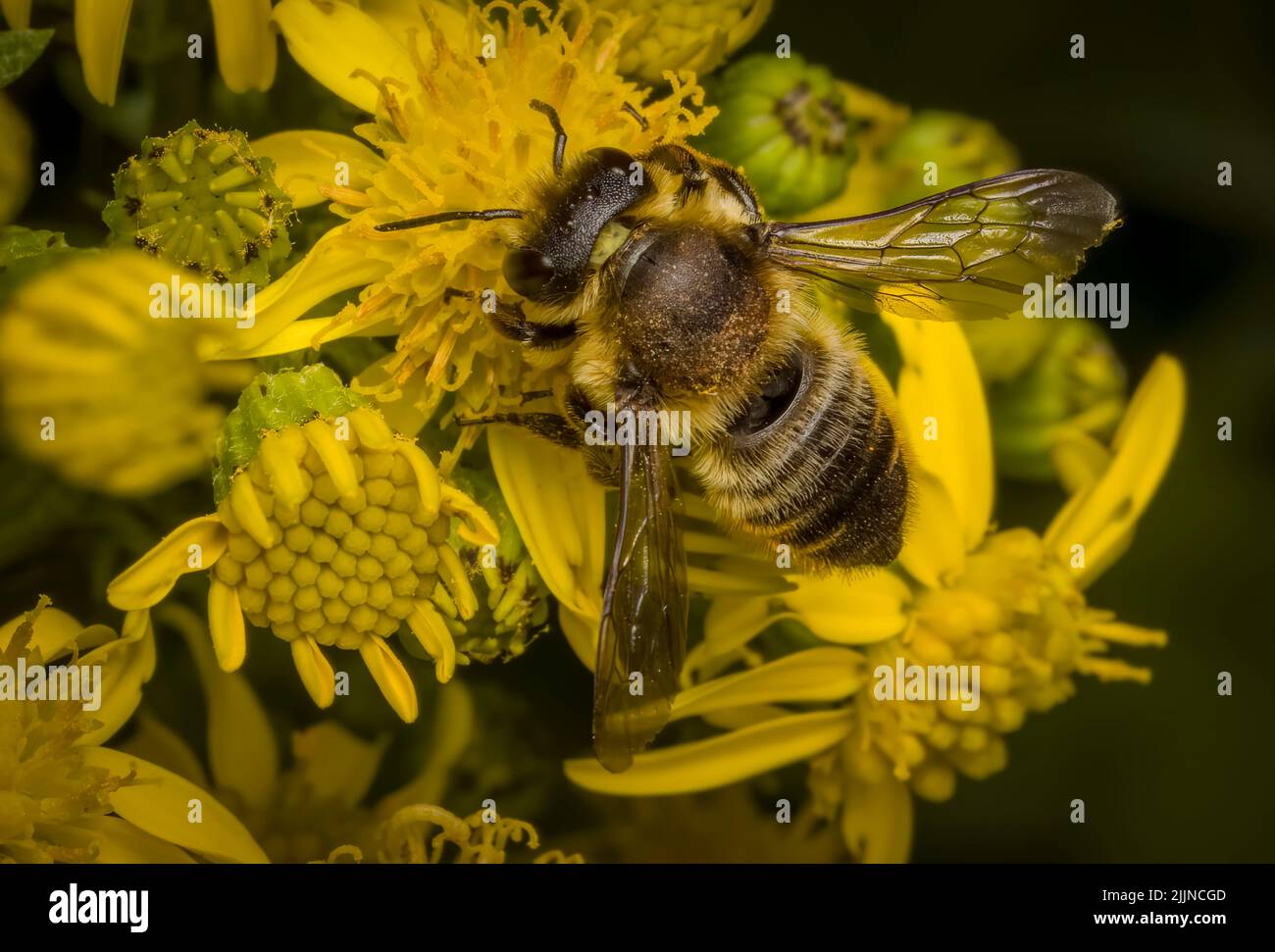 Domestic Honeybee, (Apis mellifera), also spelled Honey Bee, pollenating flowers of a Ragwort plant Stock Photo