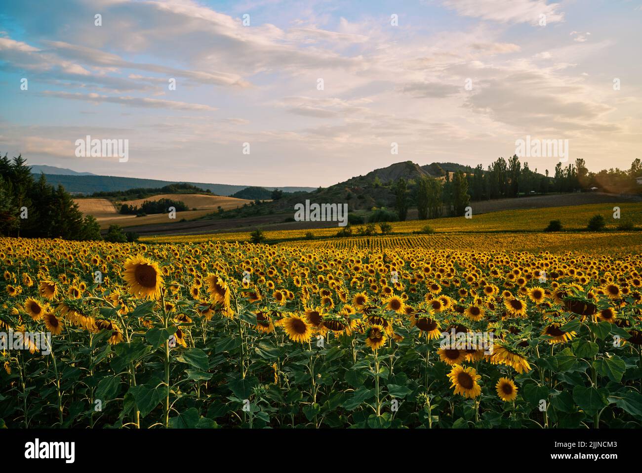 Sunflower field at sunset in the Spanish countryside. High quality photo Stock Photo