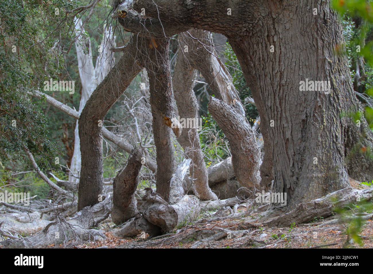 The Arrayanes forest in Argentina's Lake District Stock Photo - Alamy