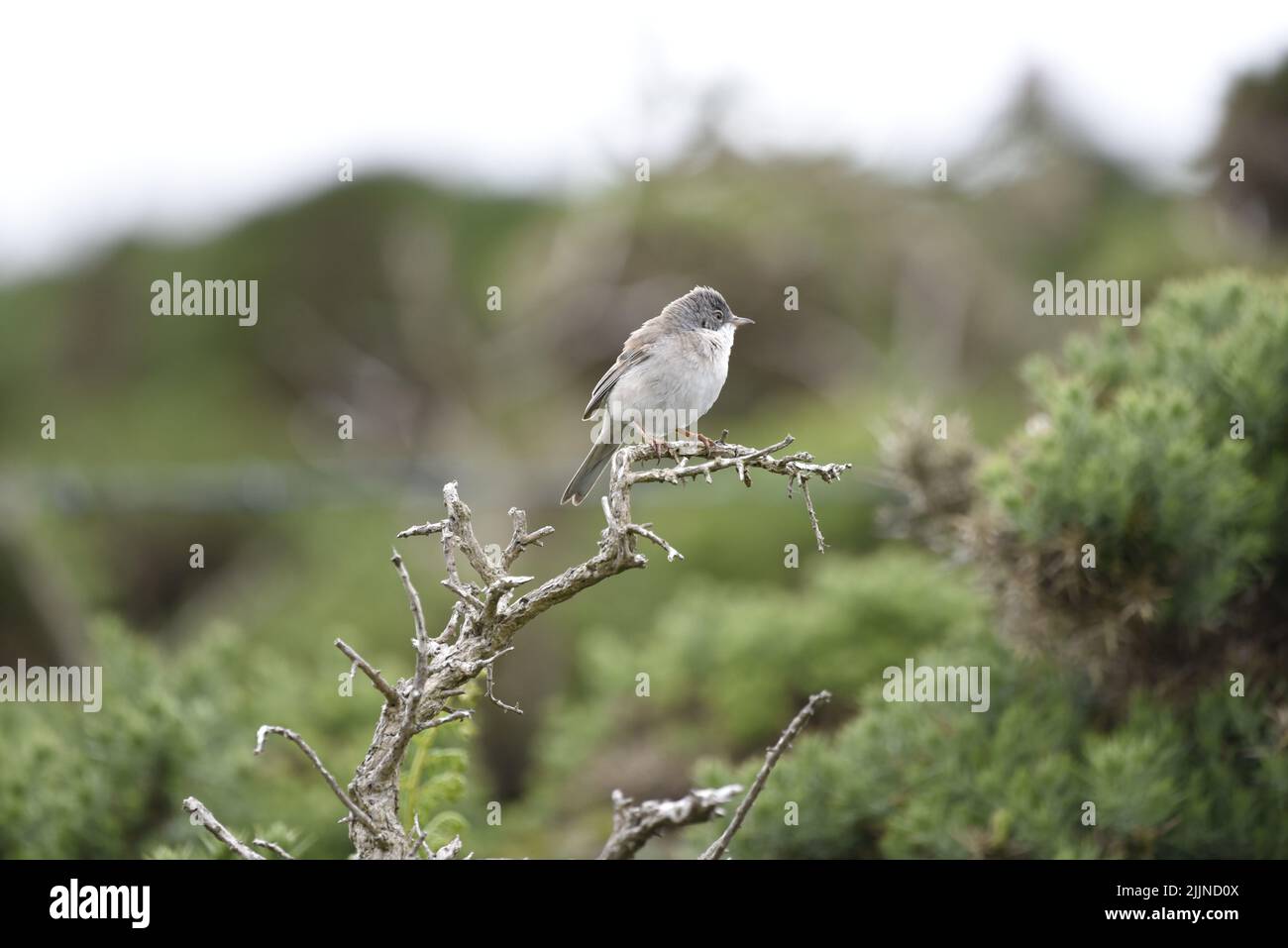Foreground Image of a Common Whitethroat (Slyvia communis) Gripping Onto a Bare Branch, in Right-Profile, Looking to Right of Image in the UK, June Stock Photo