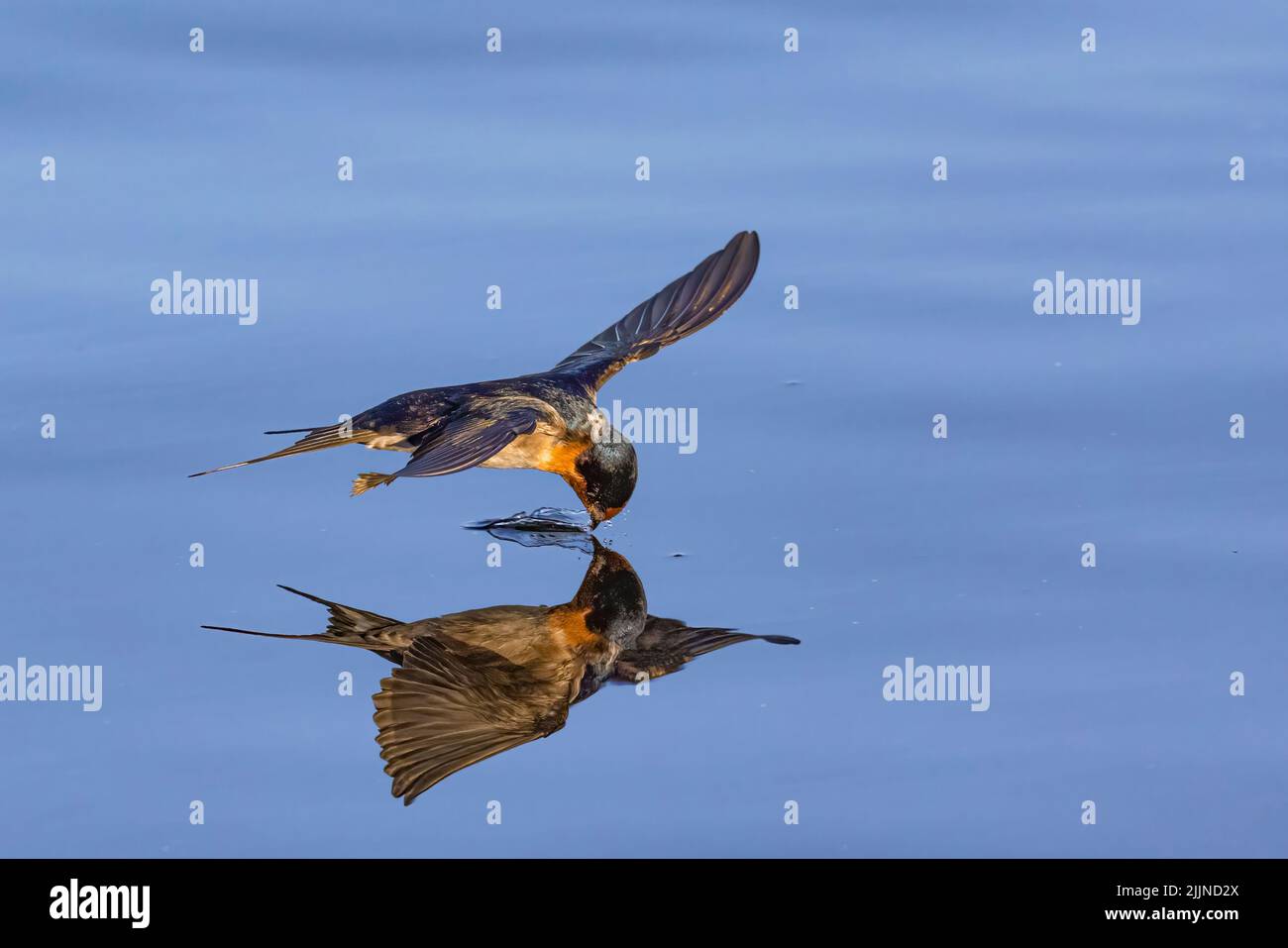 Welcome Swallow breaks water surface while catching emerging insect Stock Photo