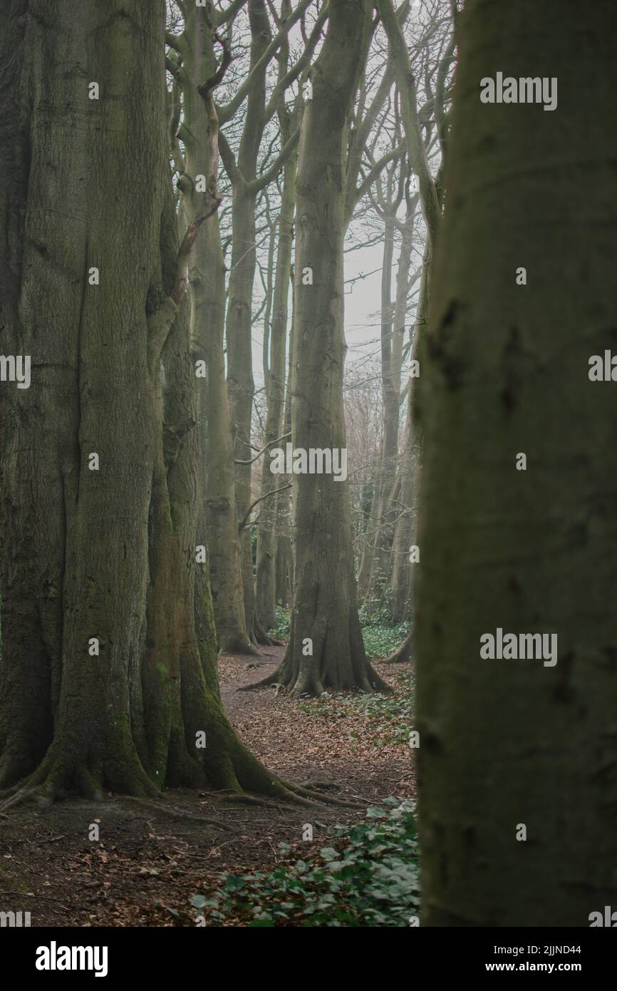 Dark pine tree standing in hi-res stock photography and images - Alamy