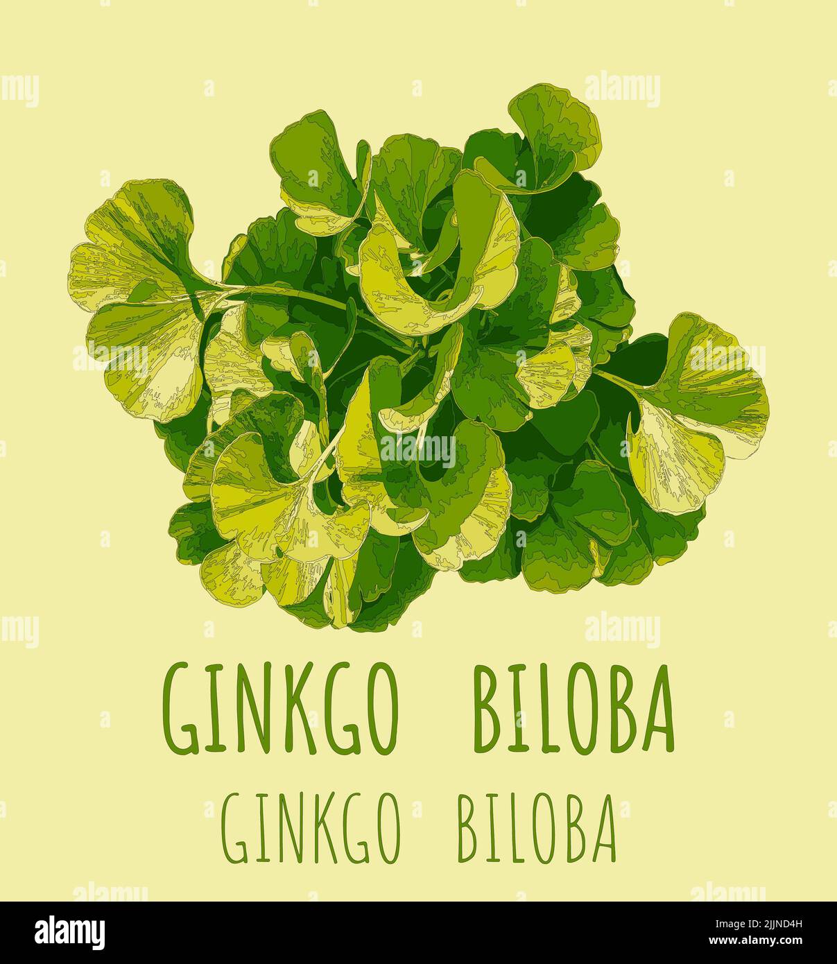 Illustration of fresh bright green ginkgo biloba leaves. Branch of a