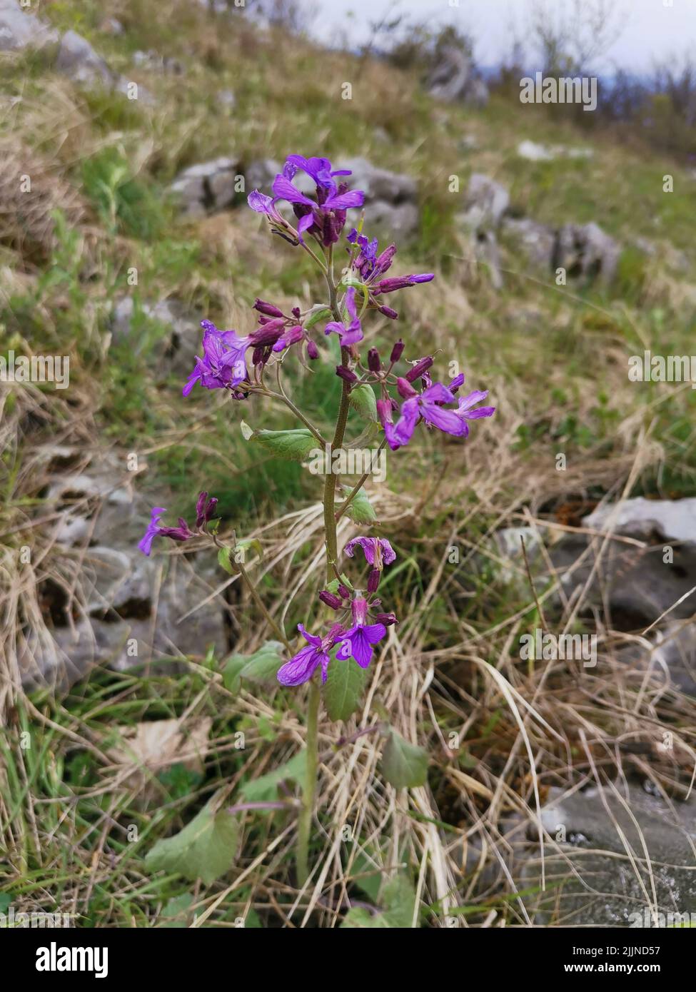 Purple wildflowers hi-res stock photography and images - Alamy