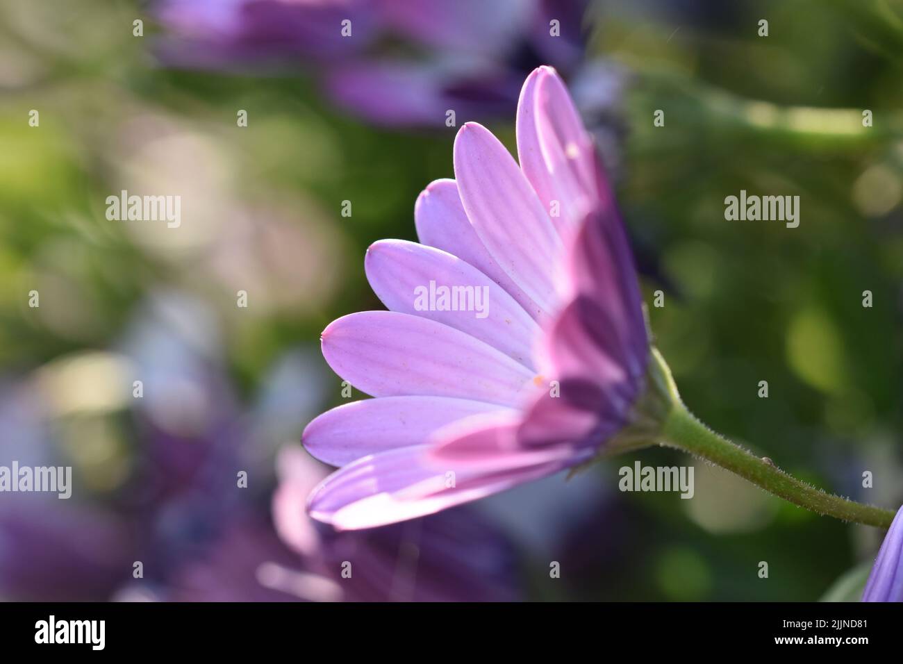 A selective of purple margarita flowers Stock Photo Alamy
