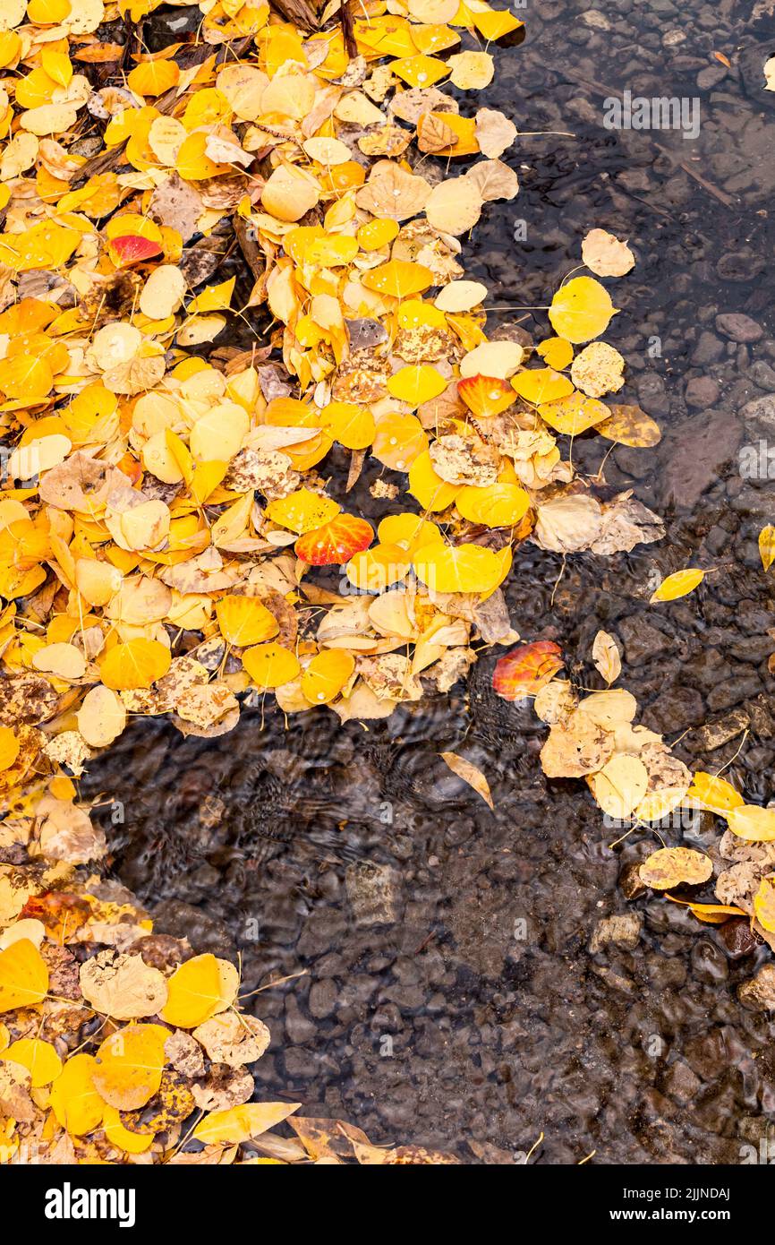 Golden Quaking Aspen Leaves in Small Creek on Last Dollar Road Near Ridgeway, Colorado, USA Stock Photo