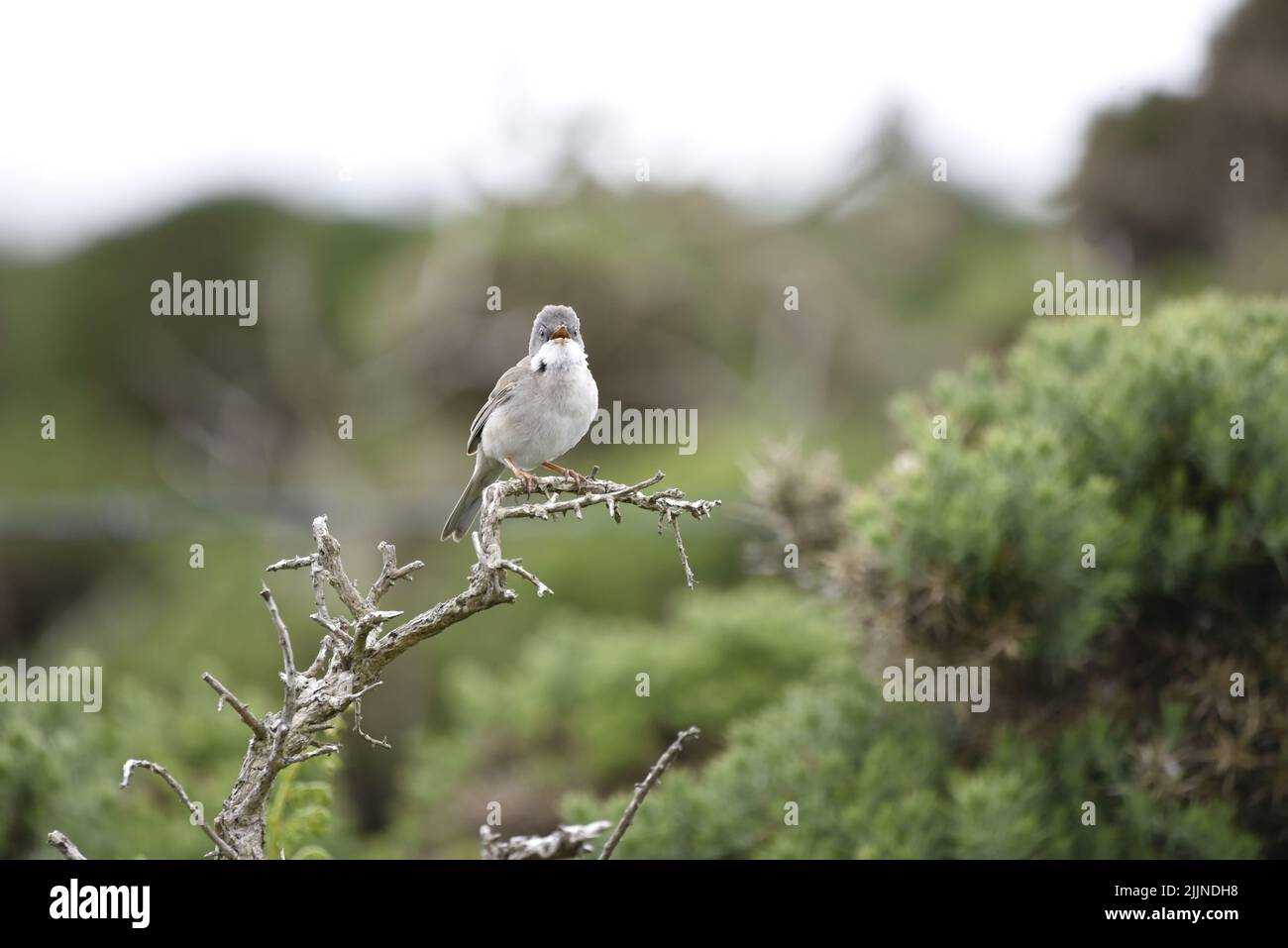 Foreground Facing Image of a Singing Common Whitethroat (Sylvia communis) Left of Image, with Copy Space to Right, Against Green Shrubs Background, UK Stock Photo