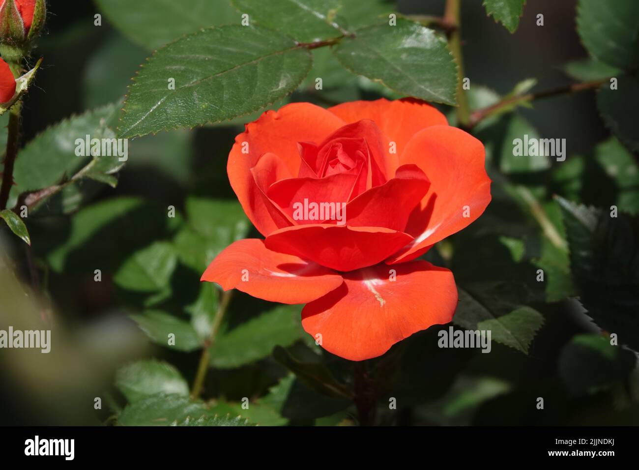 Flowers Roses of different varieties and species close-up Stock Photo ...