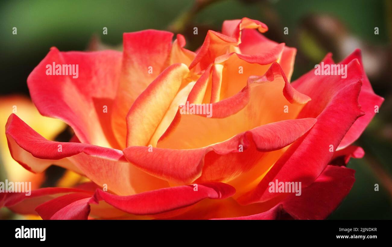Flowers Roses of different varieties and species close-up Stock Photo ...