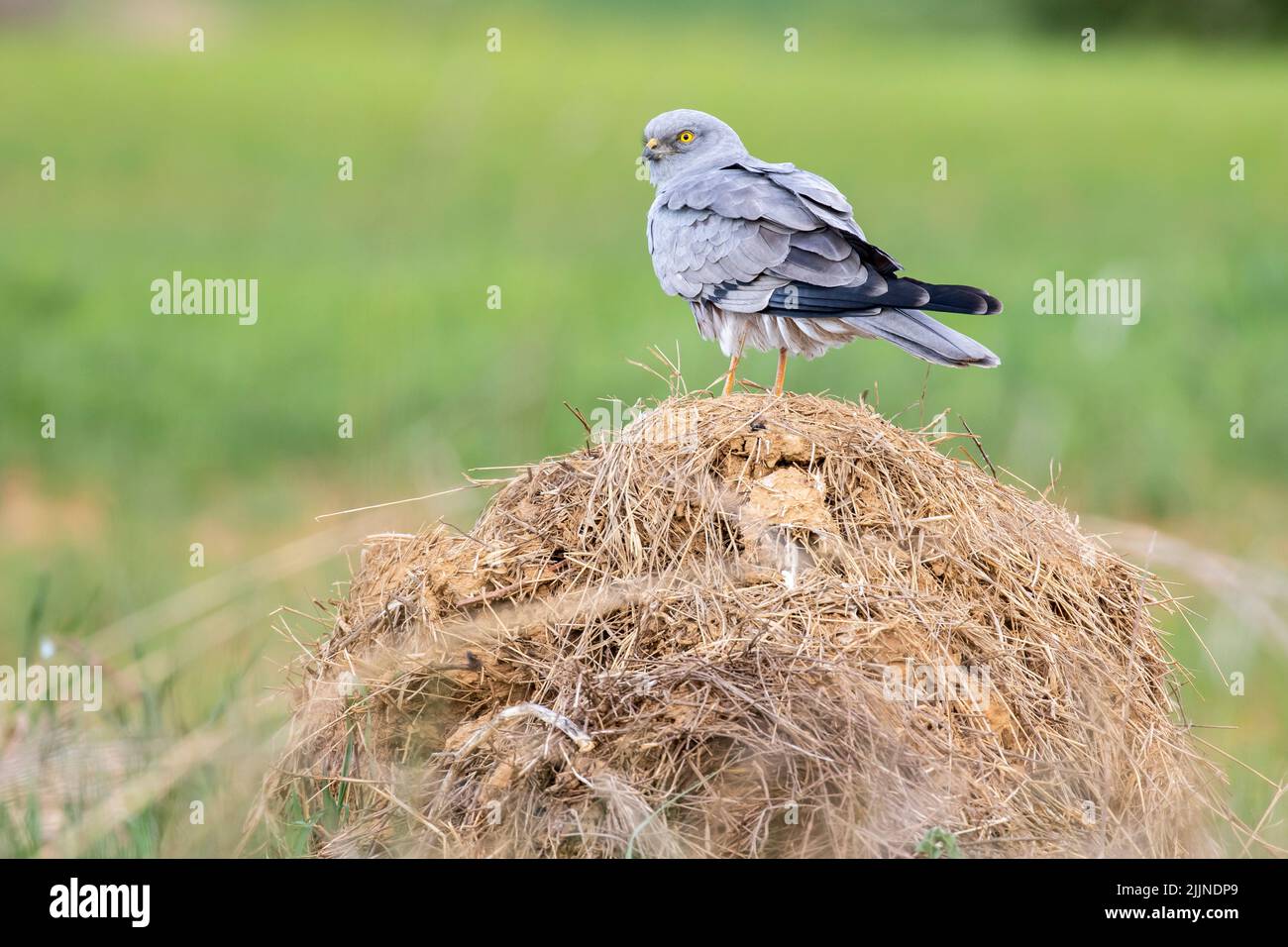 Montagu's harrier, Circus pygargus, perched on a straw bale on an even green background. Spain Stock Photo