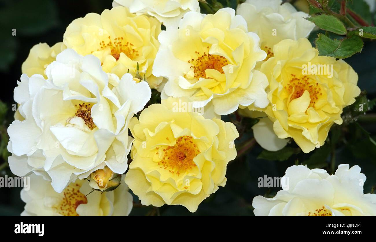 Flowers Roses of different varieties and species close-up Stock Photo ...