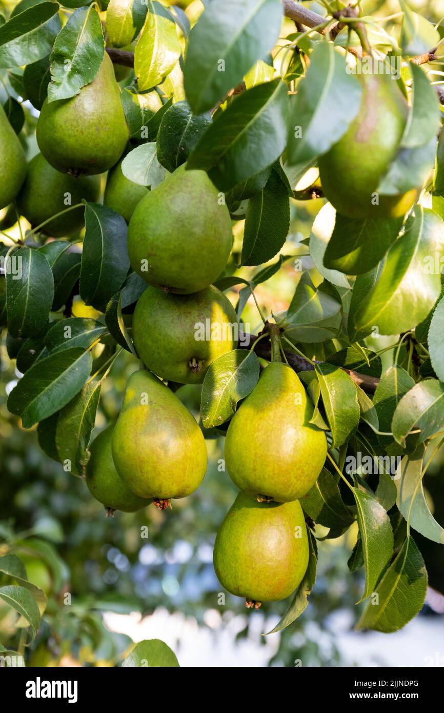 Organic pears on the tree. Selective approach. Spain Stock Photo