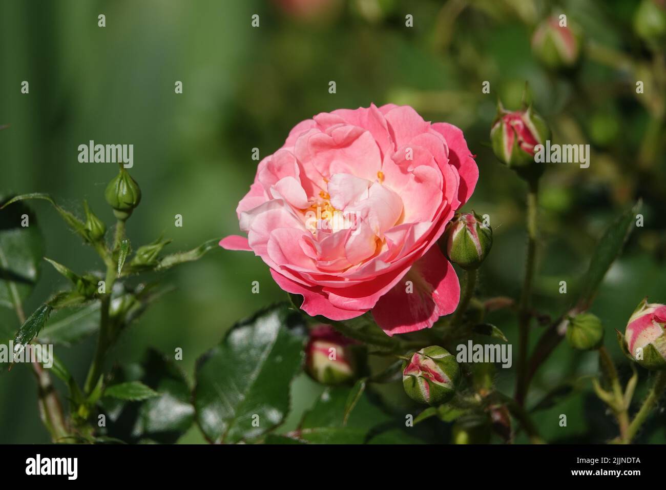 Flowers Roses of different varieties and species close-up Stock Photo ...