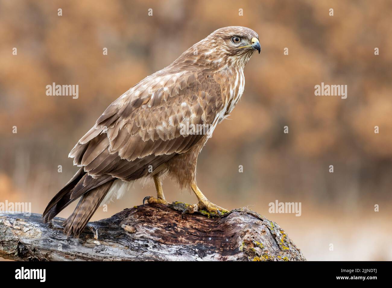 Common buzzard, Buteo buteo, perched on a log on an autumnal brown background Stock Photo
