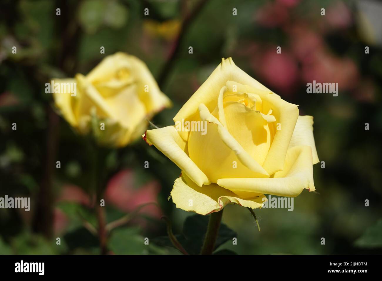 Flowers Roses of different varieties and species close-up Stock Photo ...