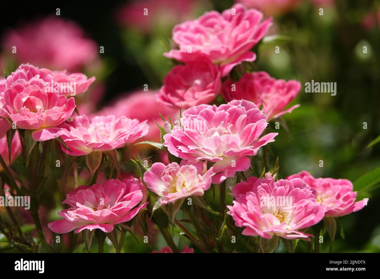 Flowers Roses of different varieties and species close-up Stock Photo ...