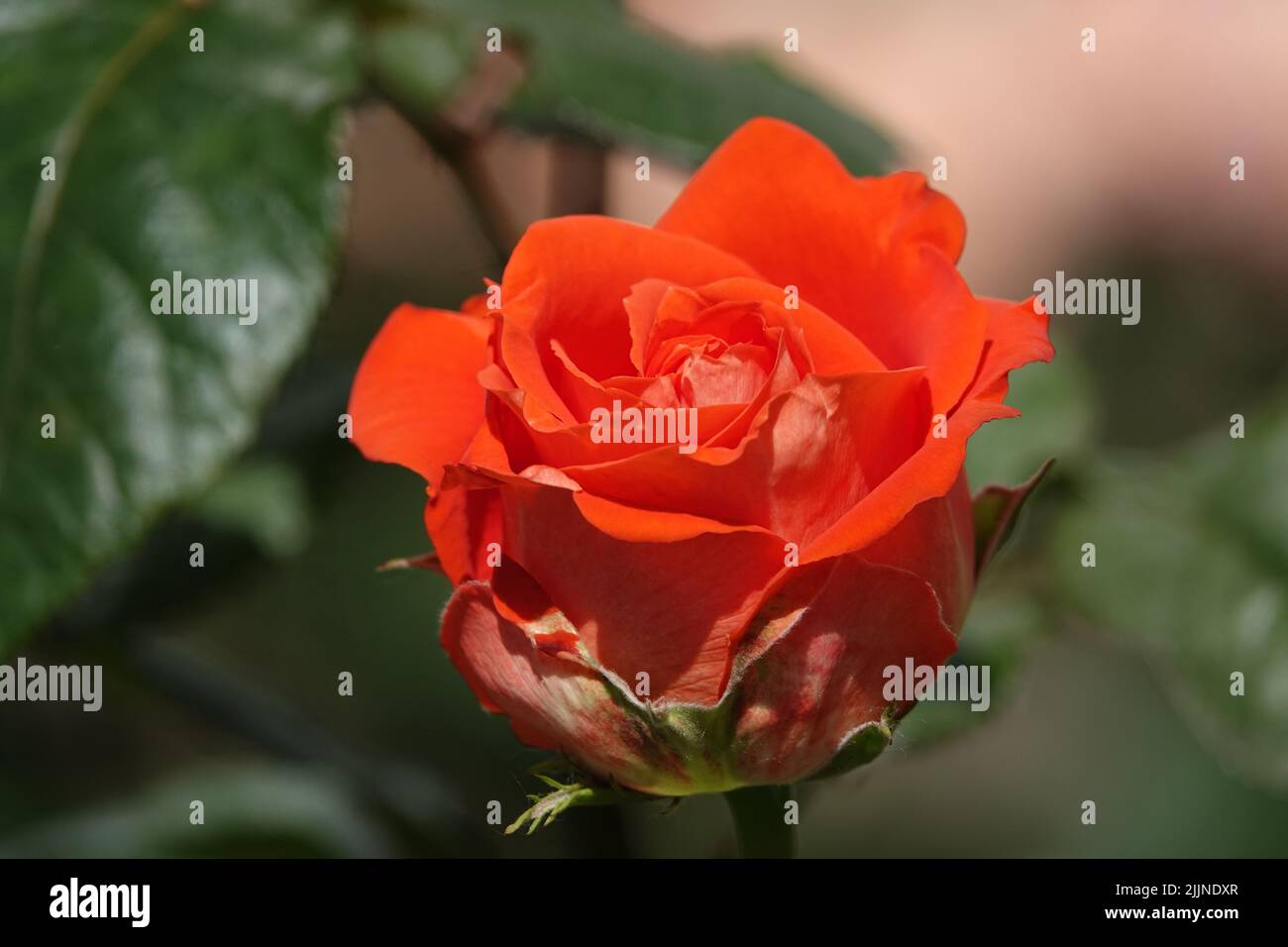 Flowers Roses of different varieties and species close-up Stock Photo ...