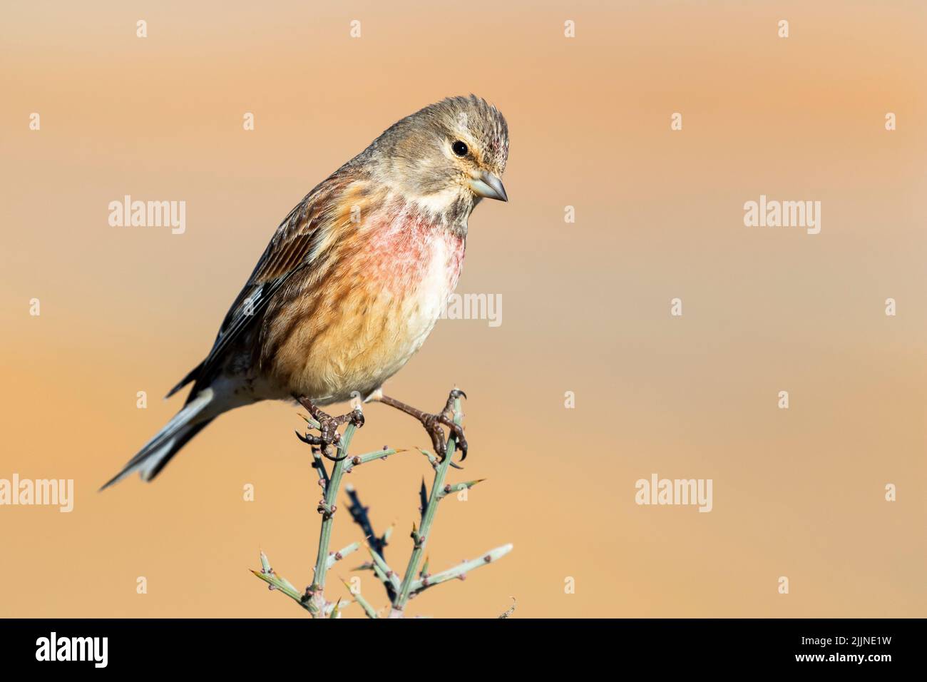 Common linnet male (carduelis cannabina) perched on a twig against a blurred natural background. Spain Stock Photo