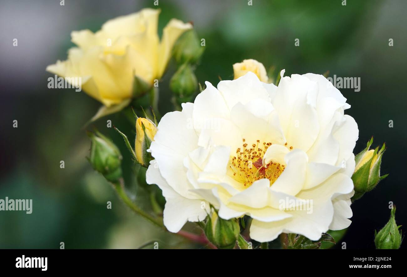 Flowers Roses of different varieties and species close-up Stock Photo ...