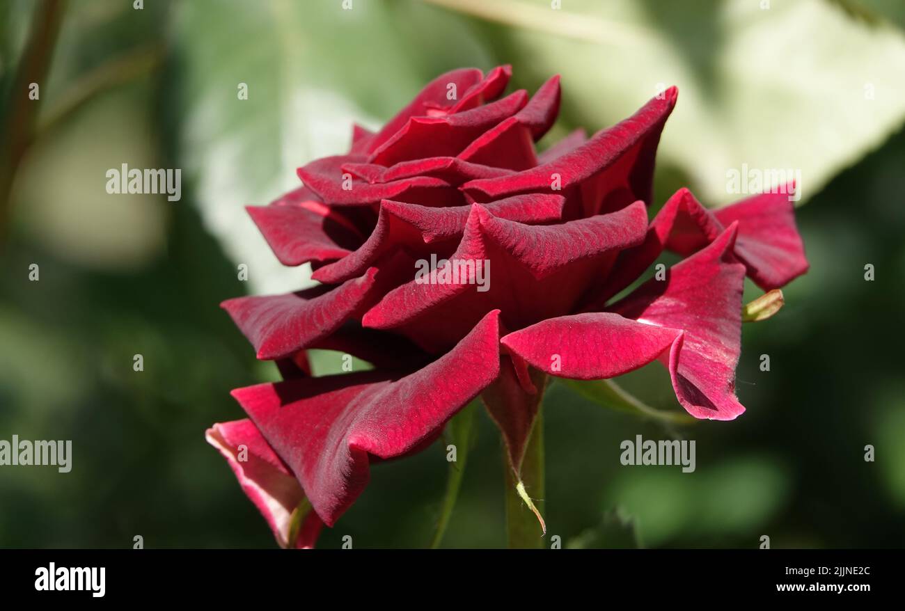 Flowers Roses of different varieties and species close-up Stock Photo ...