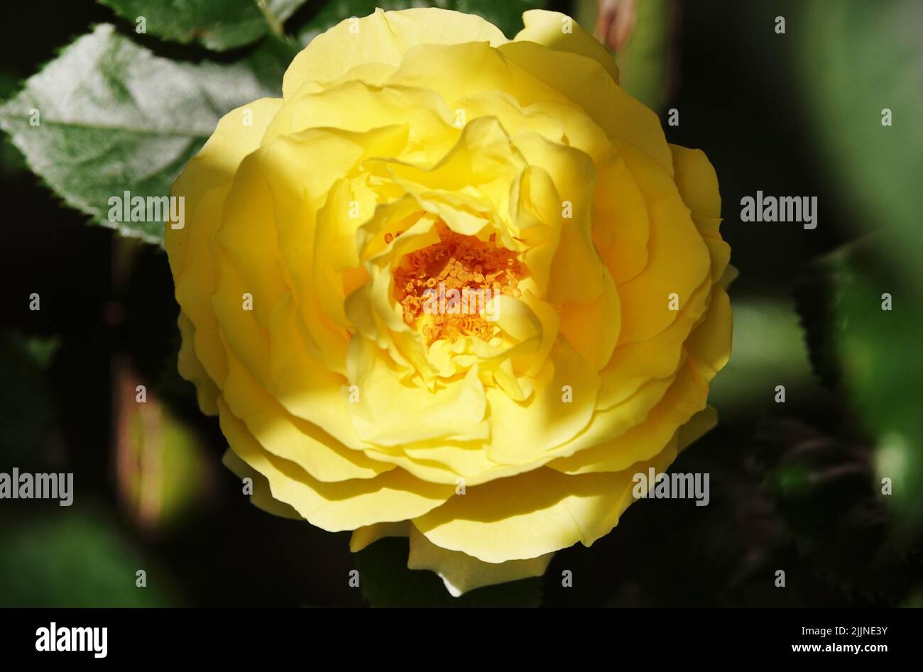 Flowers Roses of different varieties and species close-up Stock Photo ...