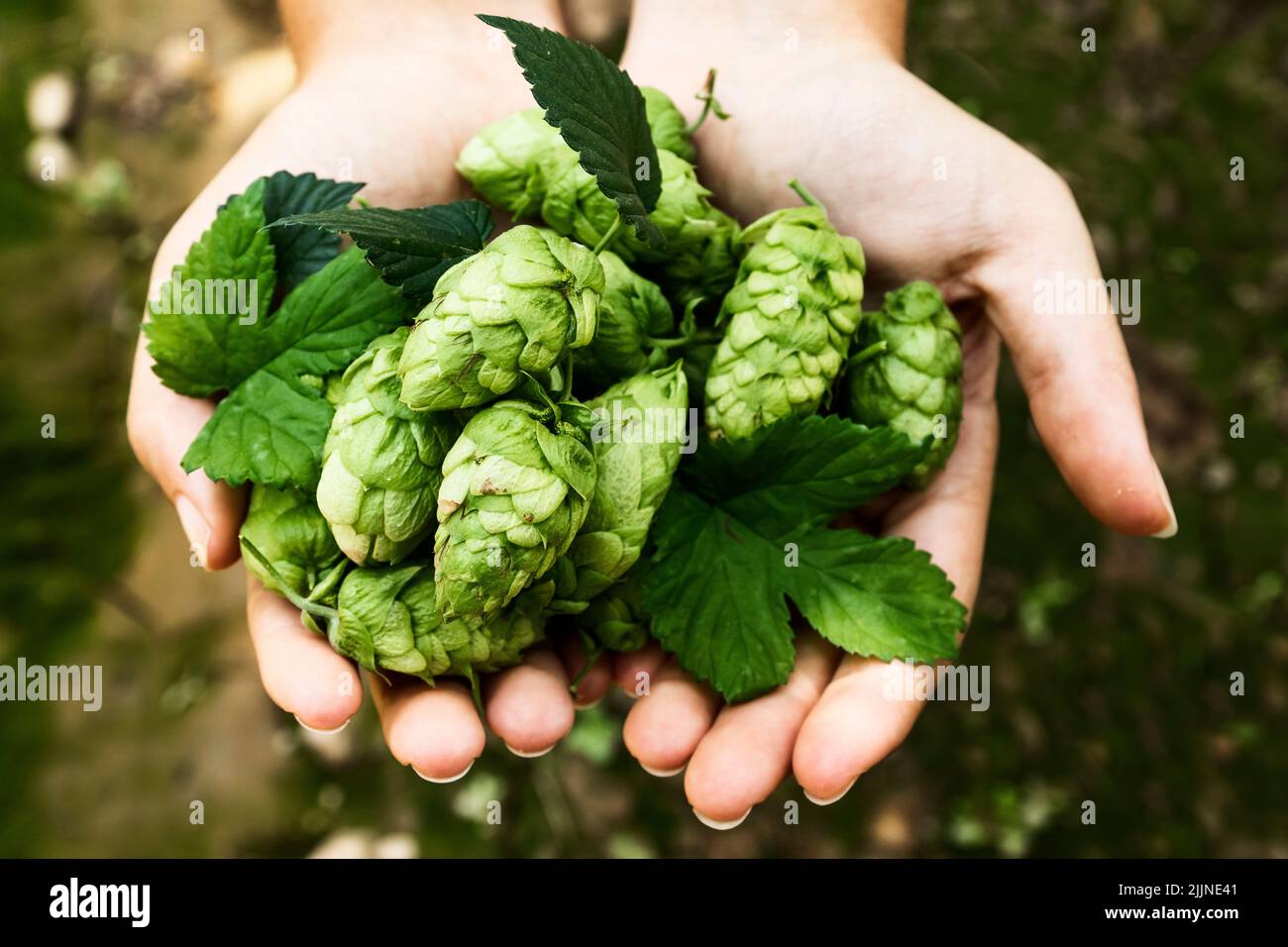 Hands of a girl holding a handful of hop cones. Leon, Spain Stock Photo