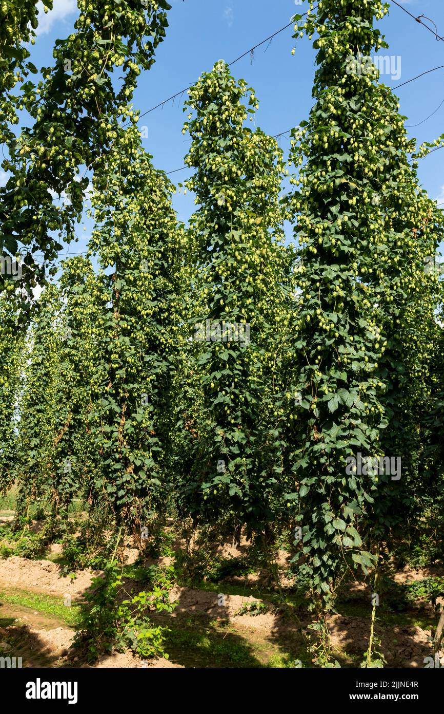 Typical hop plantation for beer production in Leon, northern Spain. Stock Photo