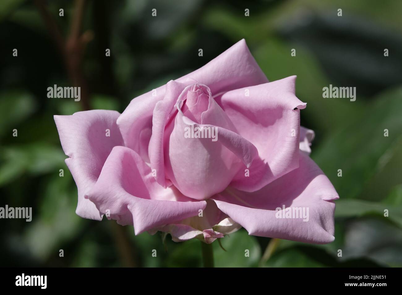 Flowers Roses of different varieties and species close-up Stock Photo ...