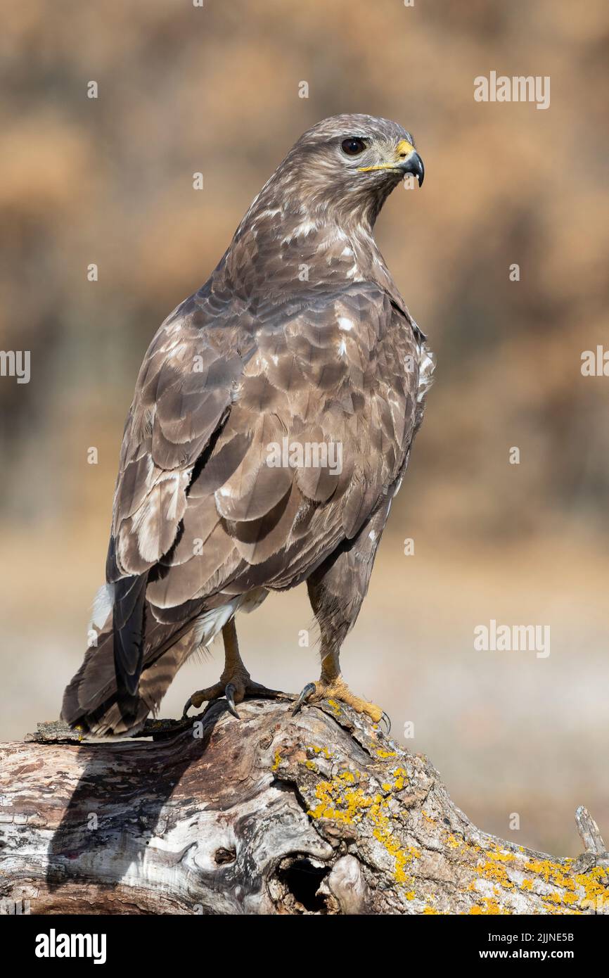 Common buzzard, Buteo buteo, vertical shot of an individual perched on a log on a uniform background. Spain Stock Photo
