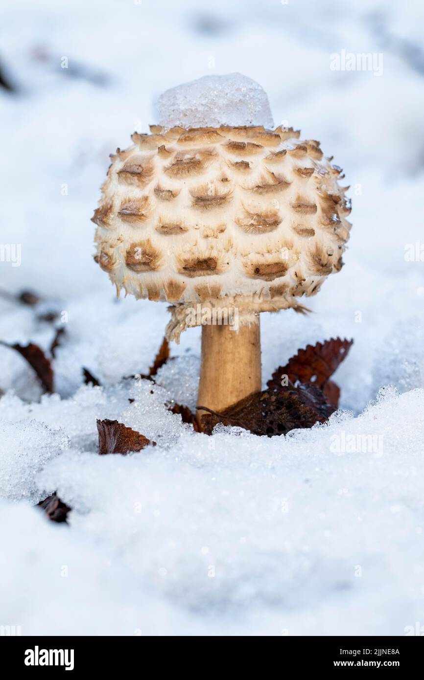 macrolepiota rhacodes growing on the forest floor among the snow.Spain Stock Photo