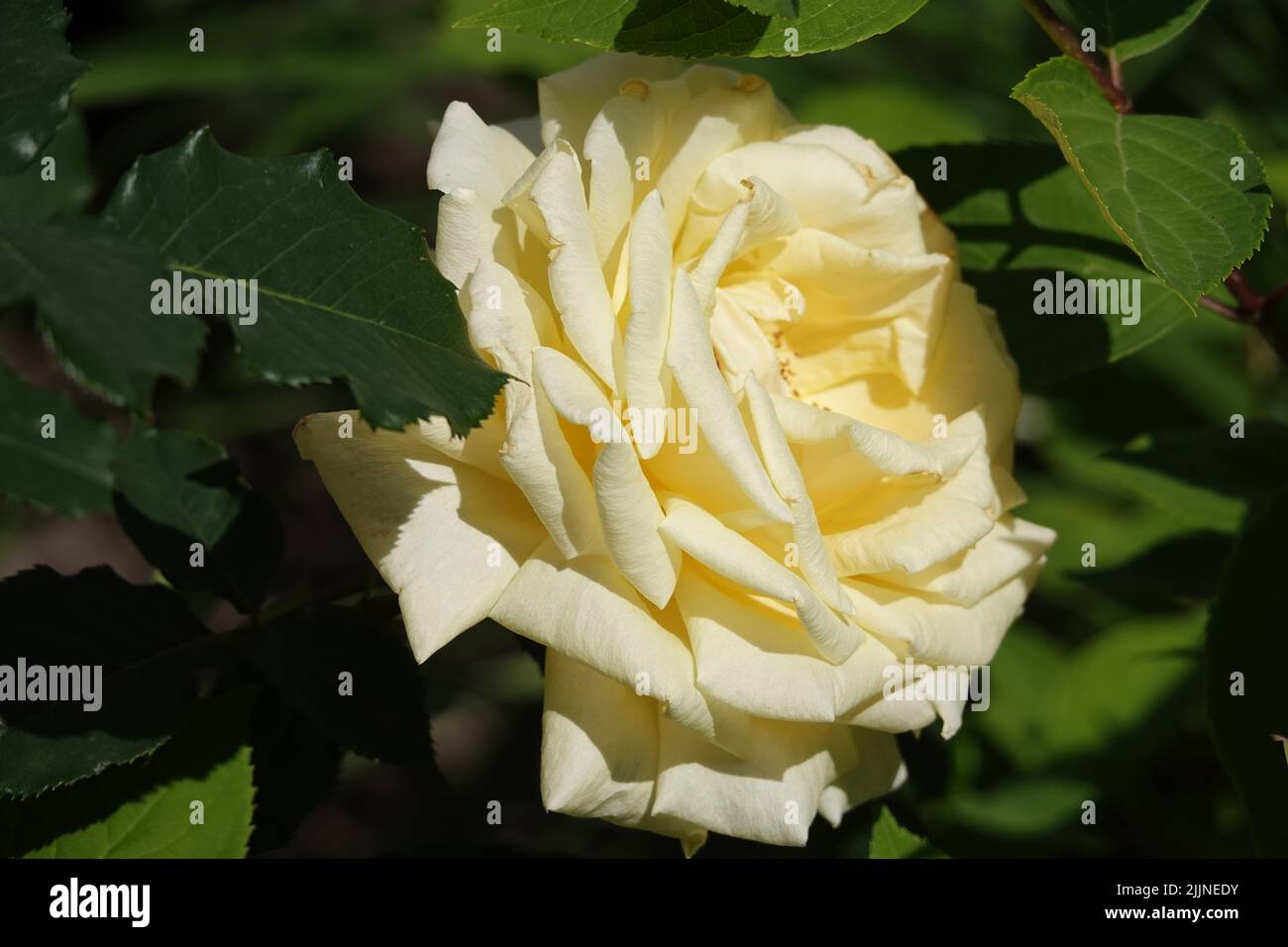 Flowers Roses of different varieties and species close-up Stock Photo ...