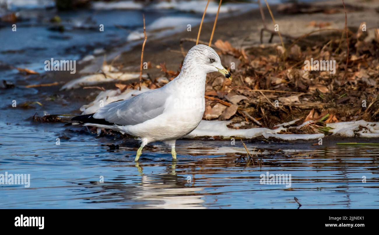 A ring-billed gull walking in the water by the shore in Minnesota on a sunny day Stock Photo