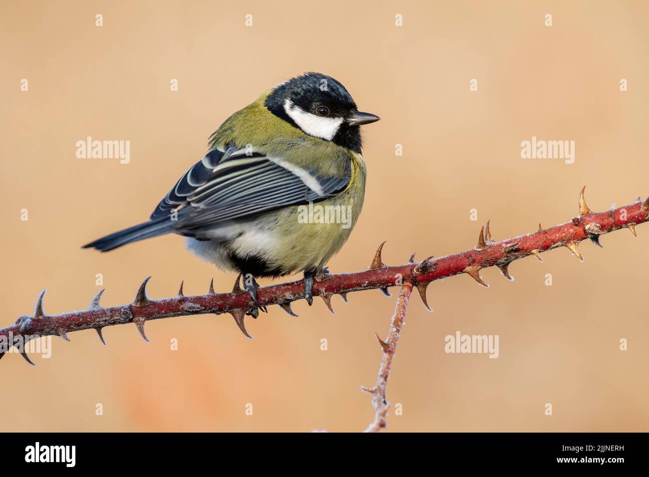 Great Tit, Parus major, perched on a branch with a clear uniform background. Leon, Spain Stock Photo