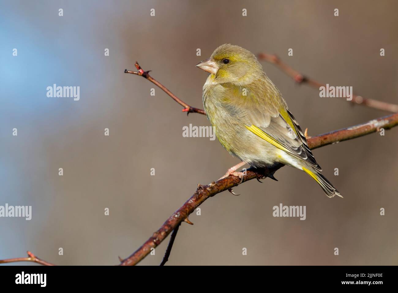 European female goldfinch (chloris chloris), sitting on a branch on a homogeneous blurred background. Stock Photo