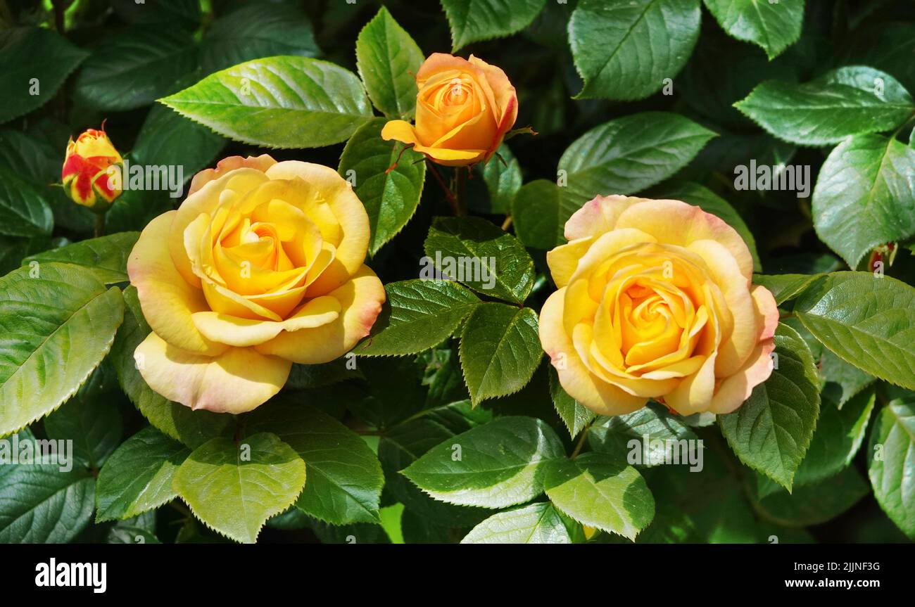 Flowers Roses of different varieties and species closeup Stock Photo