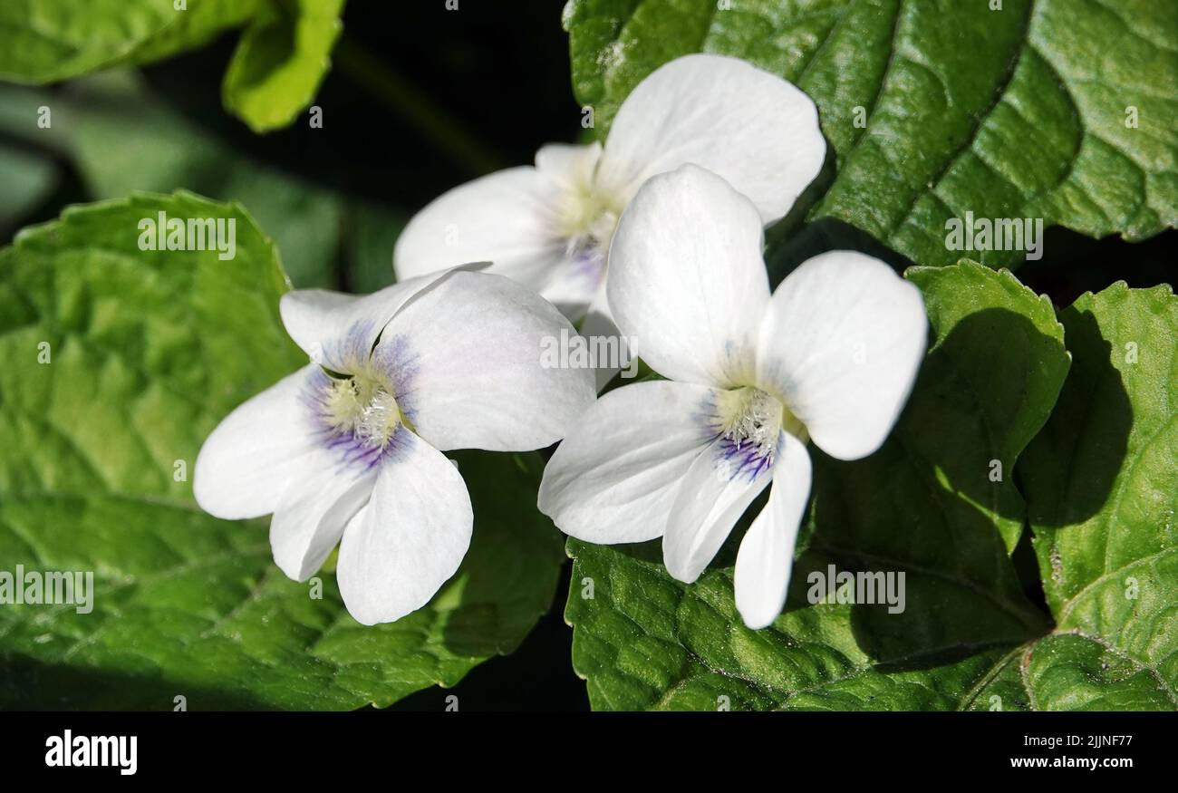 Ordinary alt sororia is a flower with white petals Stock Photo