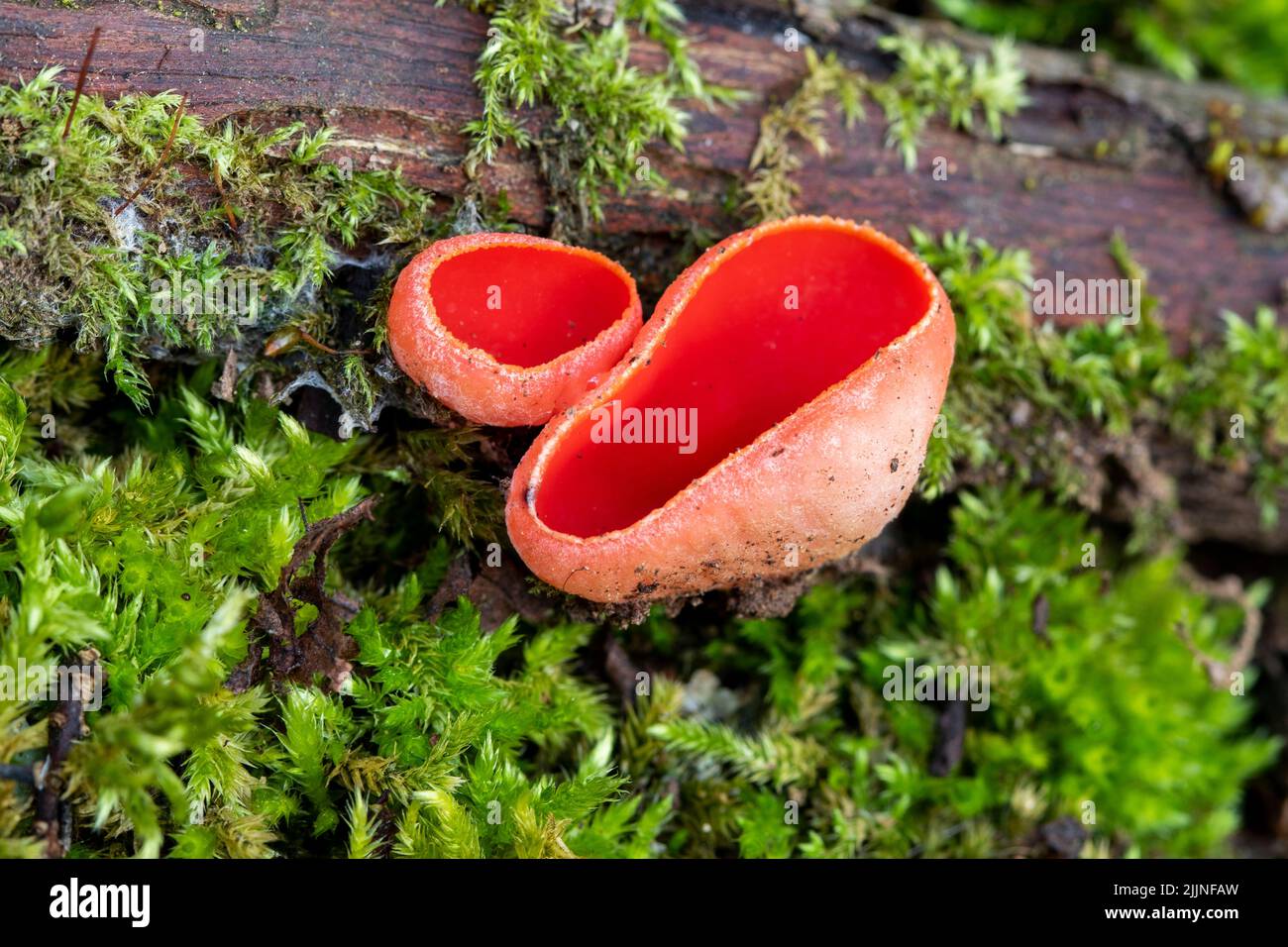 Sarcoscypha coccinea, commonly known as Scarlet peziza, Scarlet Leprechaun Cup, Scarlet Leprechaun Hat, growing on the forest floor Stock Photo