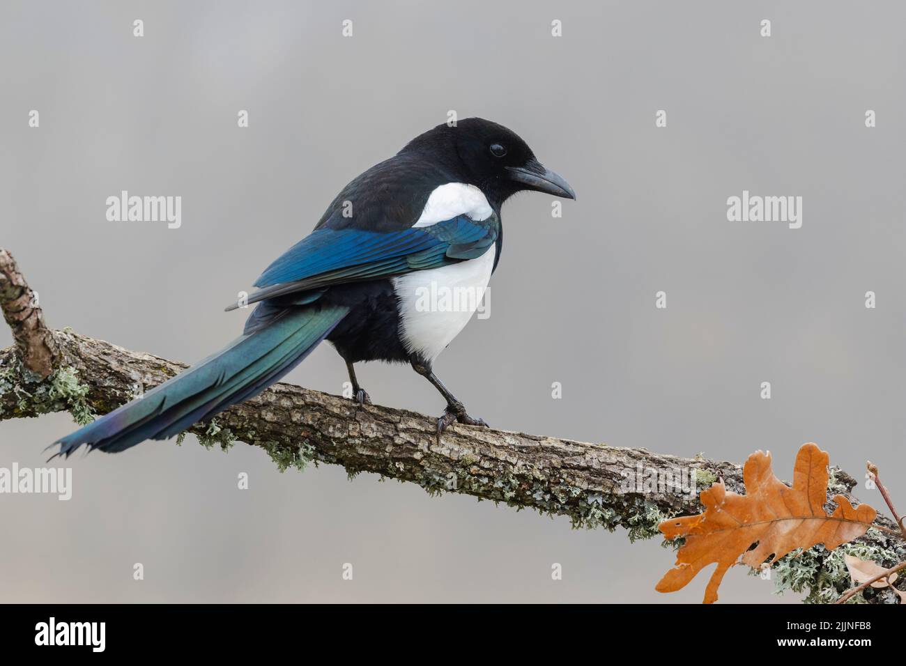 Common magpie, pica pica, perched on a tree branch on a uniform light background. Stock Photo
