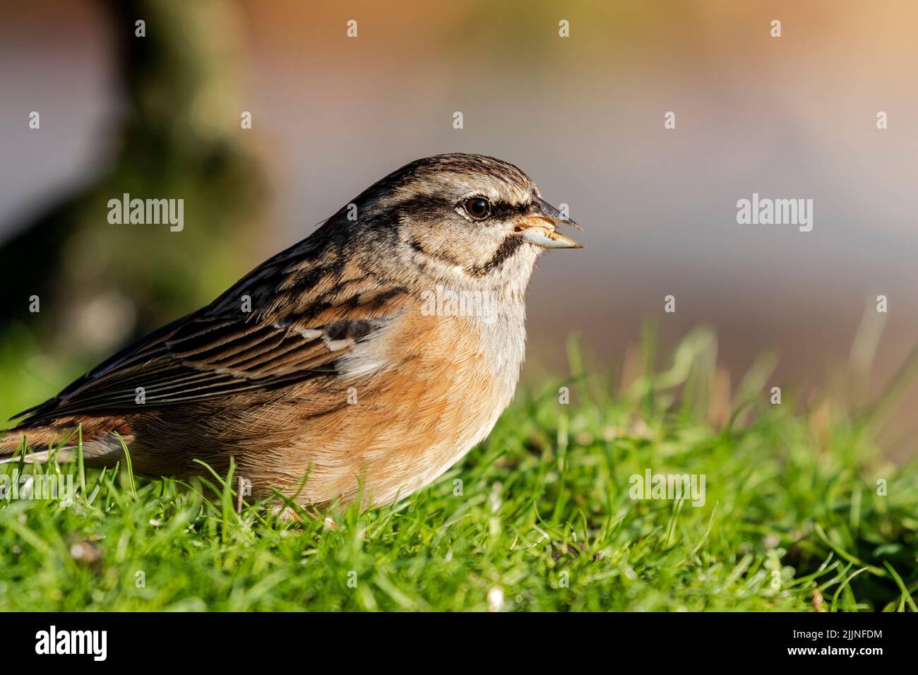 Male rock bunting, Emberiza cia, perched in the grass looking for food Stock Photo