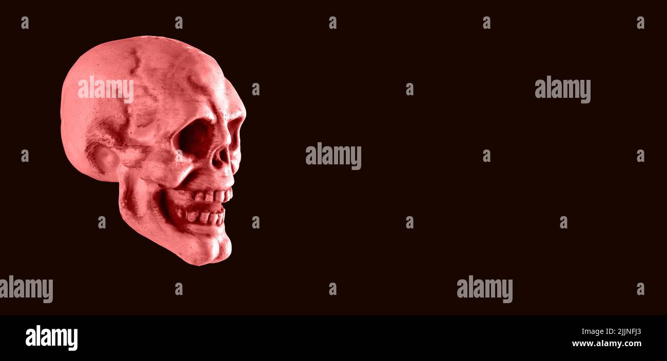 Banner with horrific pink human skull on black background. Halloween party, horror, anatomy study concept. Place for text . High quality photo Stock Photo