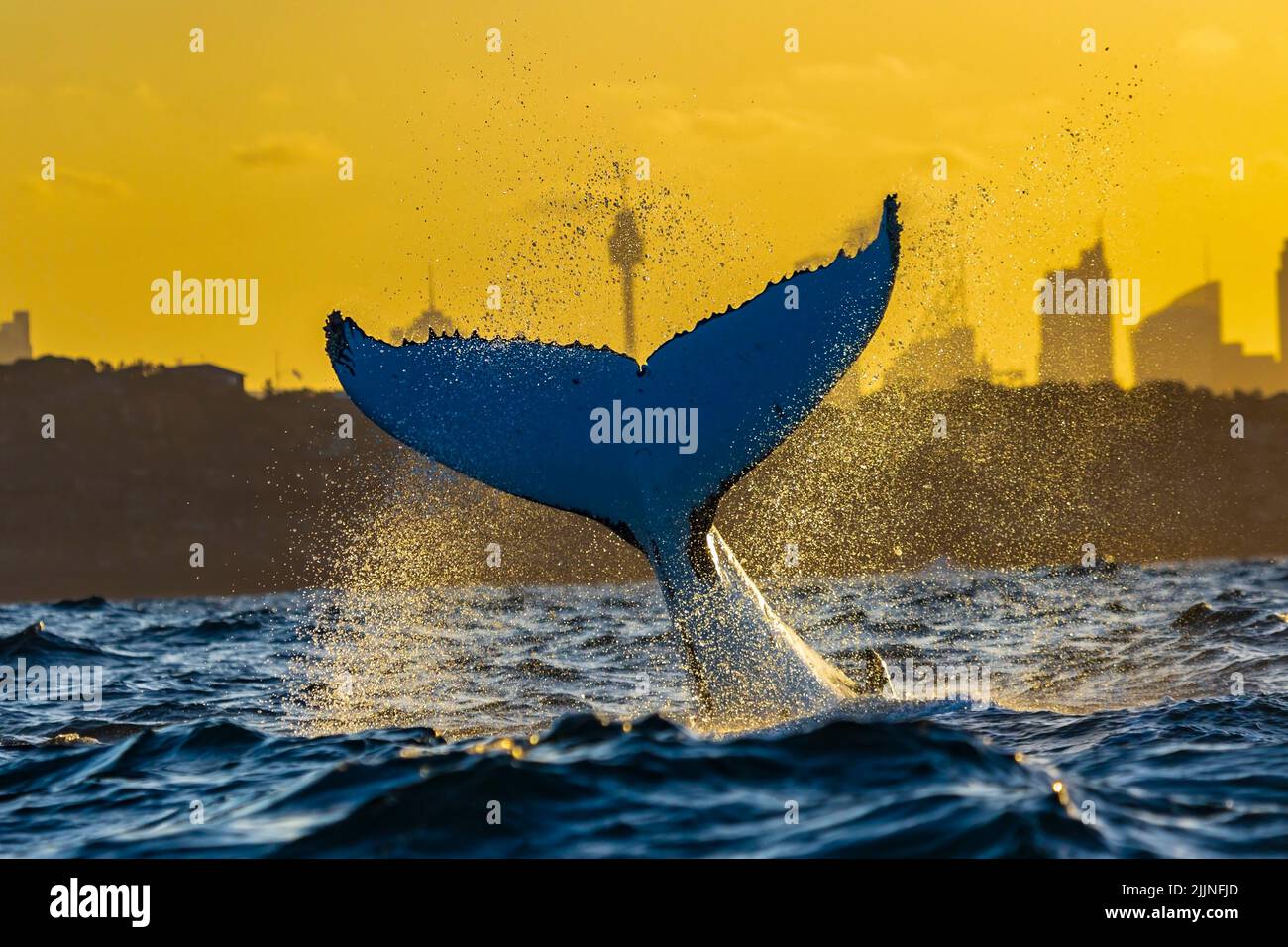 Humpback whale tail with Sydney Skyline in the background at sunset, Sydney, Australia Stock Photo