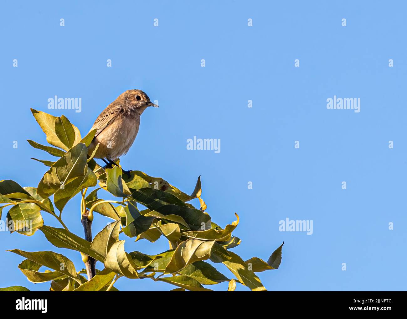 Garden Warbler sitting over a tree basking Stock Photo