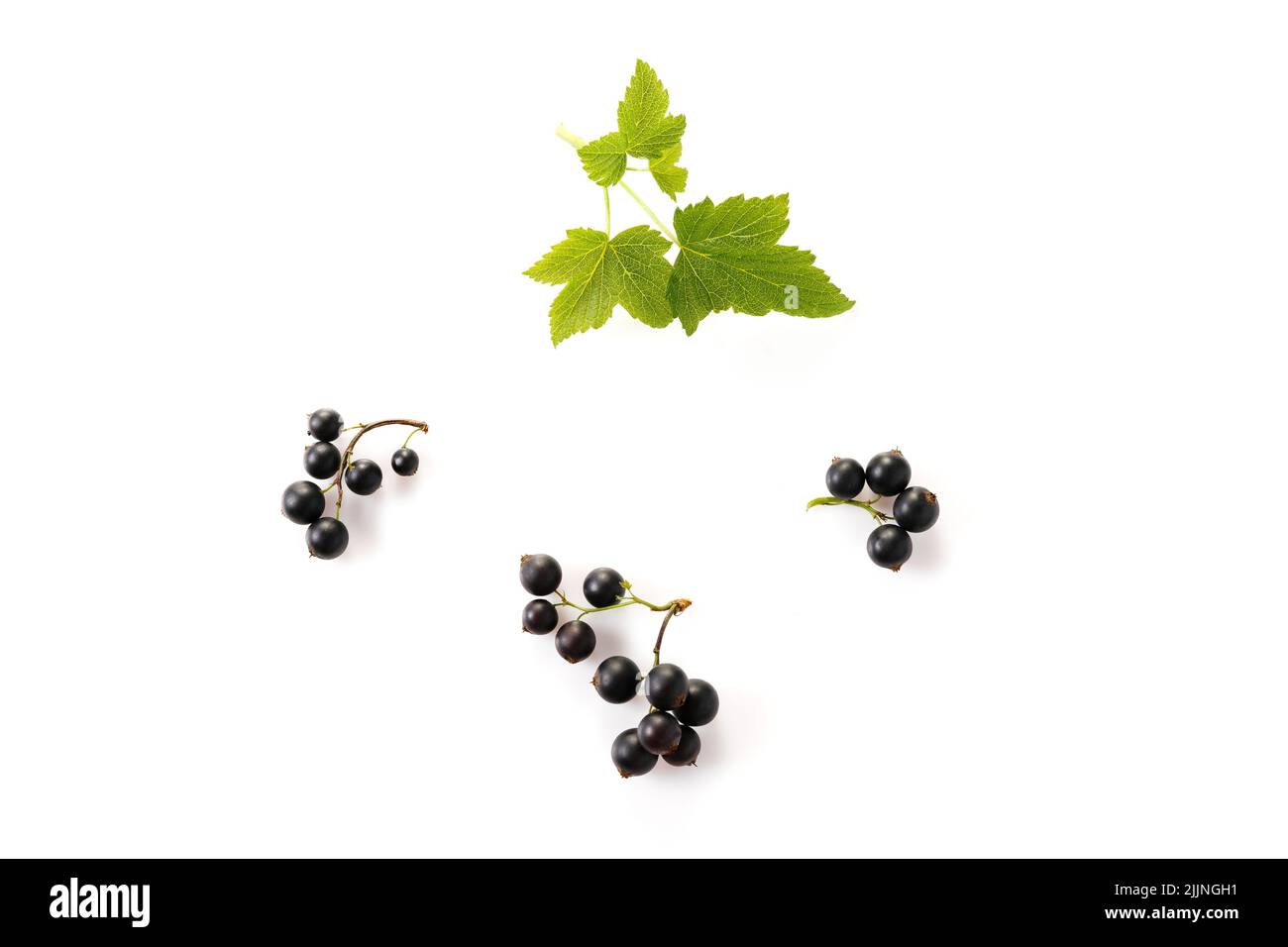 black currant with leaf isolated on white background. Top view. Flat lay Stock Photo