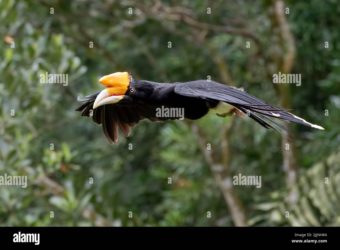 Close-Up of a hornbill bird in flight in jungle, Indonesia Stock Photo