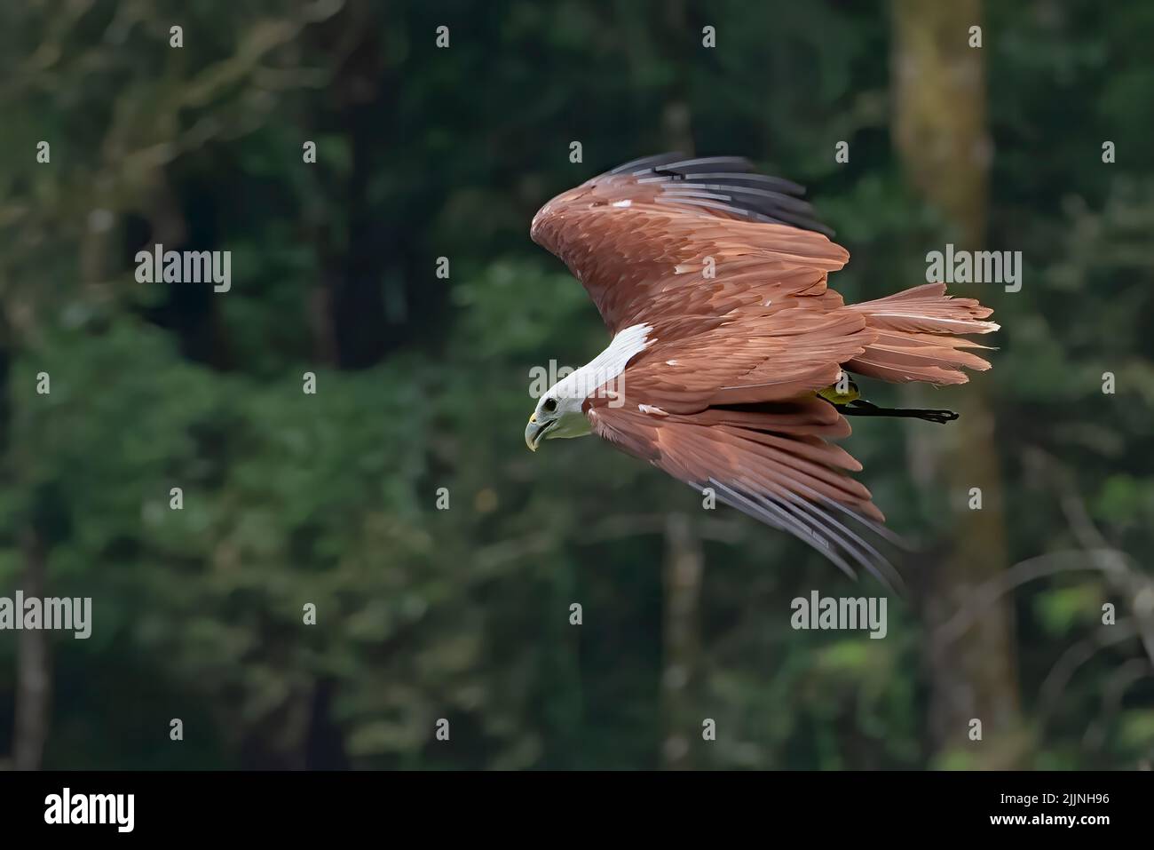 Brahminy kite in flight in a forest, Indonesia Stock Photo