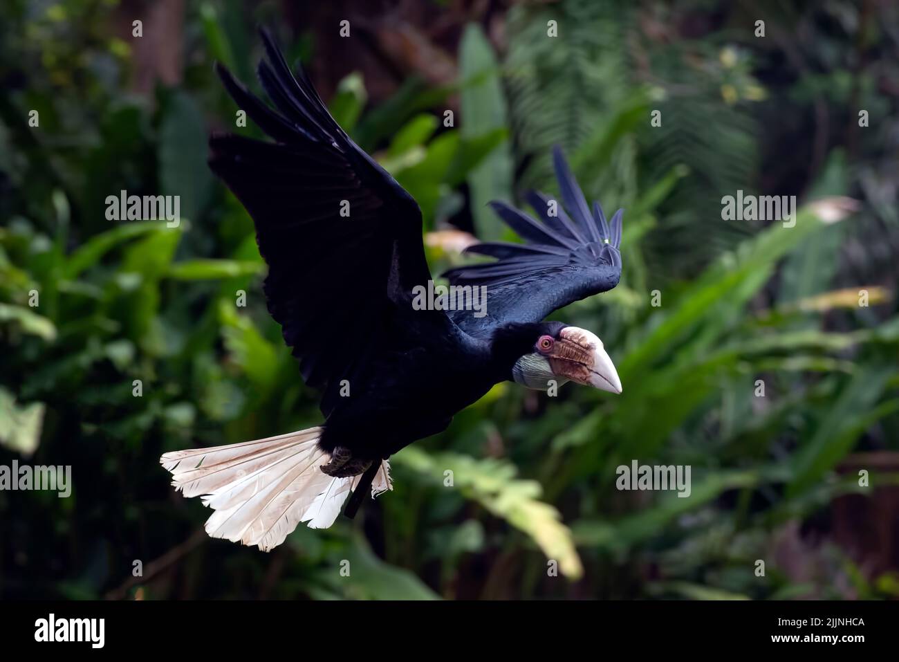 Close-Up of a hornbill bird in flight in jungle, Indonesia Stock Photo