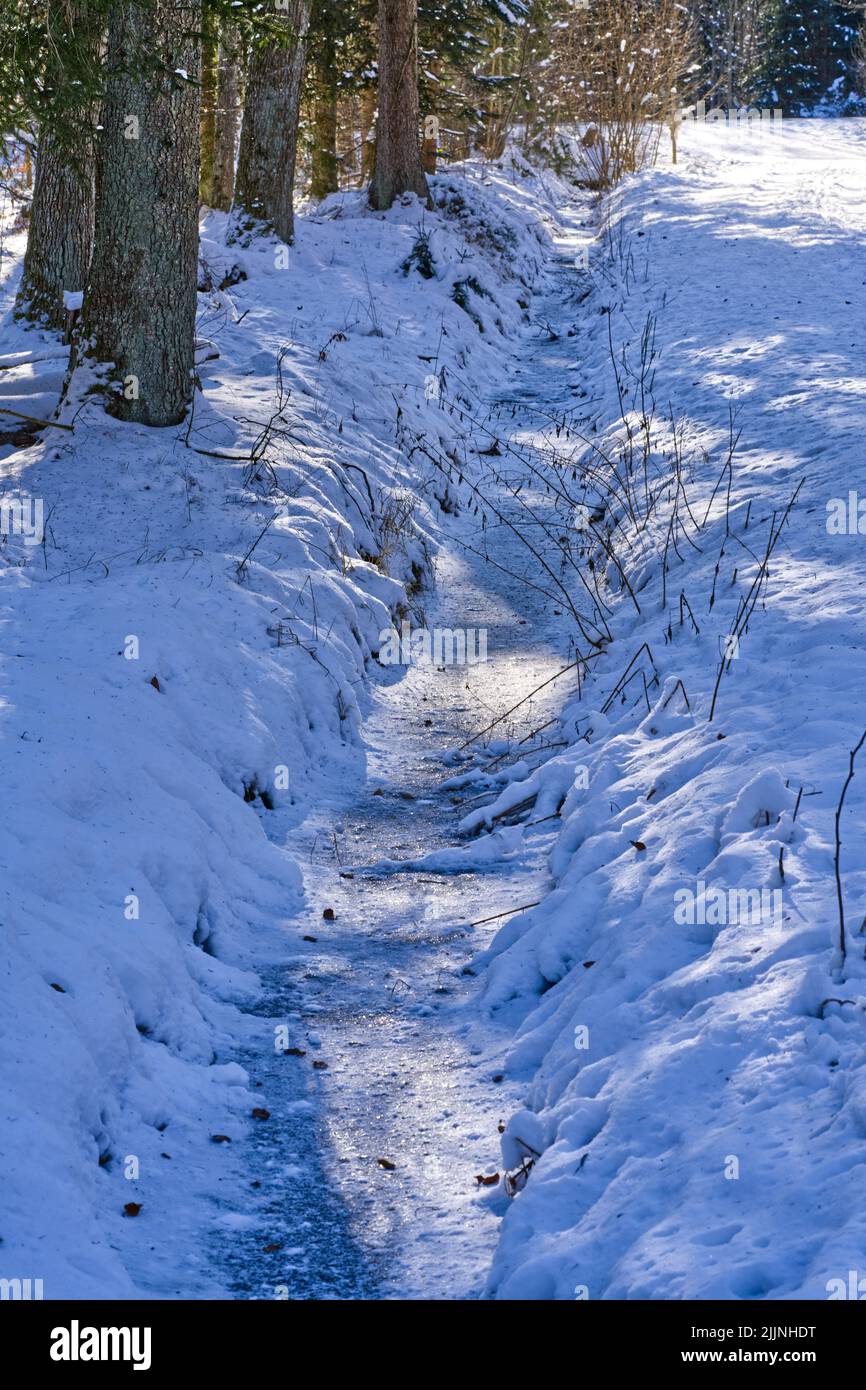 Narrow path in pine forest hi-res stock photography and images - Alamy